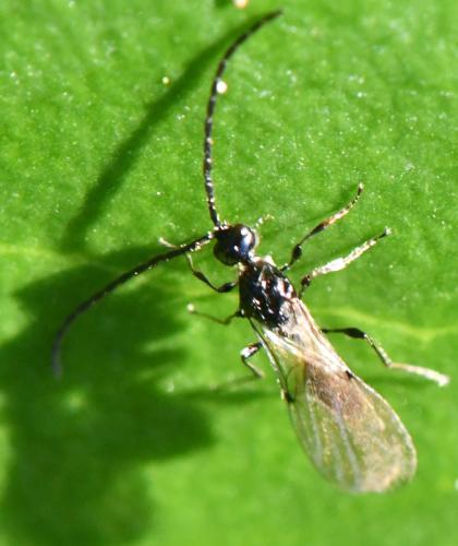 Réf. 296 022 : Spilomicrus sp.
